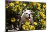 Bulldog Puppy Sitting in Springtime Flowers-Zandria Muench Beraldo-Mounted Photographic Print