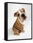 Bulldog Puppy, Sitting-null-Framed Stretched Canvas