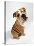 Bulldog Puppy, Sitting-null-Stretched Canvas