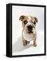 Bulldog Puppy, Sitting-null-Framed Stretched Canvas