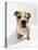 Bulldog Puppy, Sitting-null-Stretched Canvas