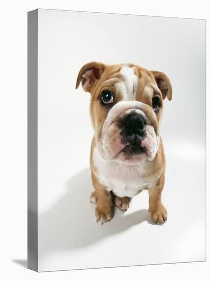 Bulldog Puppy, Sitting-null-Stretched Canvas