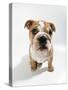 Bulldog Puppy, Sitting-null-Stretched Canvas