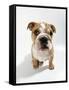Bulldog Puppy, Sitting-null-Framed Stretched Canvas