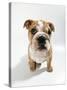 Bulldog Puppy, Sitting-null-Stretched Canvas