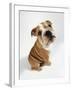 Bulldog Puppy, Sitting-null-Framed Photographic Print