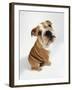 Bulldog Puppy, Sitting-null-Framed Photographic Print