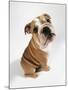 Bulldog Puppy, Sitting-null-Mounted Photographic Print