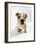 Bulldog Puppy, Sitting-null-Framed Photographic Print