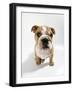 Bulldog Puppy, Sitting-null-Framed Photographic Print