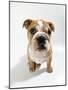 Bulldog Puppy, Sitting-null-Mounted Photographic Print