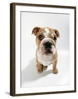 Bulldog Puppy, Sitting-null-Framed Photographic Print
