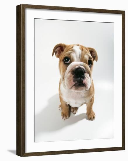 Bulldog Puppy, Sitting-null-Framed Photographic Print