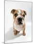 Bulldog Puppy, Sitting-null-Mounted Photographic Print