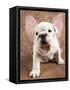 Bulldog Puppy Wearing Angel Wings-Peter M. Fisher-Framed Stretched Canvas
