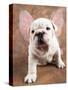 Bulldog Puppy Wearing Angel Wings-Peter M. Fisher-Stretched Canvas