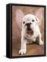 Bulldog Puppy Wearing Angel Wings-Peter M. Fisher-Framed Stretched Canvas