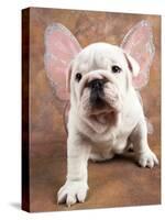 Bulldog Puppy Wearing Angel Wings-Peter M. Fisher-Stretched Canvas