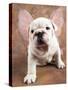 Bulldog Puppy Wearing Angel Wings-Peter M. Fisher-Stretched Canvas