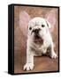 Bulldog Puppy Wearing Angel Wings-Peter M. Fisher-Framed Stretched Canvas