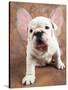 Bulldog Puppy Wearing Angel Wings-Peter M. Fisher-Stretched Canvas