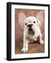 Bulldog Puppy Wearing Angel Wings-Peter M. Fisher-Framed Photographic Print