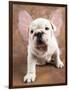 Bulldog Puppy Wearing Angel Wings-Peter M. Fisher-Framed Photographic Print