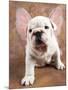 Bulldog Puppy Wearing Angel Wings-Peter M. Fisher-Mounted Photographic Print