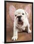 Bulldog Puppy Wearing Angel Wings-Peter M. Fisher-Framed Photographic Print