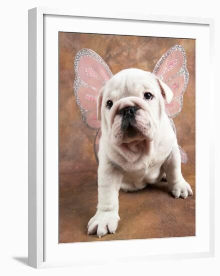 Bulldog Puppy Wearing Angel Wings-Peter M. Fisher-Framed Photographic Print