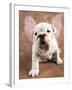 Bulldog Puppy Wearing Angel Wings-Peter M. Fisher-Framed Photographic Print