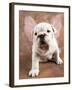 Bulldog Puppy Wearing Angel Wings-Peter M. Fisher-Framed Photographic Print