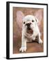 Bulldog Puppy Wearing Angel Wings-Peter M. Fisher-Framed Photographic Print