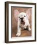 Bulldog Puppy Wearing Angel Wings-Peter M. Fisher-Framed Photographic Print