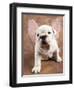 Bulldog Puppy Wearing Angel Wings-Peter M. Fisher-Framed Photographic Print