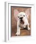 Bulldog Puppy Wearing Angel Wings-Peter M. Fisher-Framed Photographic Print