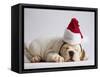 Bulldog Puppy Wearing Santa Hat-Jim Craigmyle-Framed Stretched Canvas