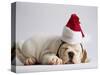 Bulldog Puppy Wearing Santa Hat-Jim Craigmyle-Stretched Canvas