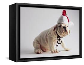 Bulldog Puppy Wearing Santa Hat-Jim Craigmyle-Framed Stretched Canvas