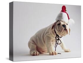 Bulldog Puppy Wearing Santa Hat-Jim Craigmyle-Stretched Canvas