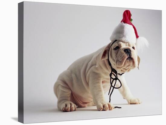 Bulldog Puppy Wearing Santa Hat-Jim Craigmyle-Stretched Canvas