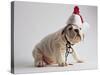 Bulldog Puppy Wearing Santa Hat-Jim Craigmyle-Stretched Canvas