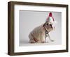 Bulldog Puppy Wearing Santa Hat-Jim Craigmyle-Framed Photographic Print