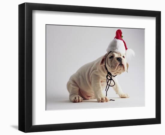 Bulldog Puppy Wearing Santa Hat-Jim Craigmyle-Framed Photographic Print