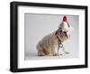 Bulldog Puppy Wearing Santa Hat-Jim Craigmyle-Framed Photographic Print