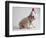 Bulldog Puppy Wearing Santa Hat-Jim Craigmyle-Framed Photographic Print