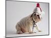 Bulldog Puppy Wearing Santa Hat-Jim Craigmyle-Mounted Photographic Print