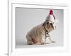 Bulldog Puppy Wearing Santa Hat-Jim Craigmyle-Framed Photographic Print