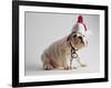 Bulldog Puppy Wearing Santa Hat-Jim Craigmyle-Framed Photographic Print