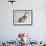 Bulldog Puppy Wearing Santa Hat-Jim Craigmyle-Framed Photographic Print displayed on a wall